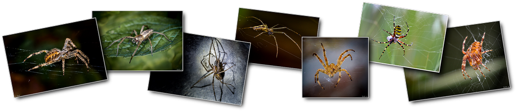 Photos haut arachnides 001 [1024x768 - 90 pourcent]