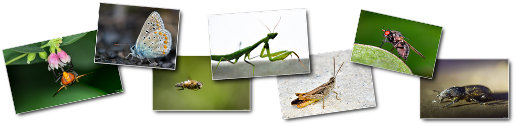 Photos haut insectes [1024x768 - 90 pourcent]