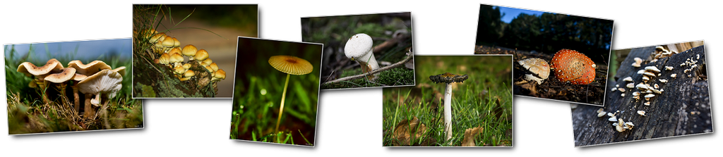 Photos haut champignons [1024x768 - 90 pourcent]